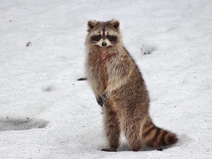 Racoon Stealer Malware Is New One To Watch For